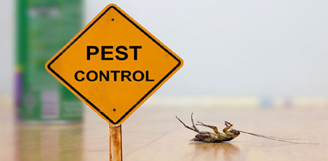 Why Pest Control is Essential for a Healthy Home and Workplace